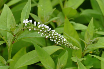 Duck-billed loosestrife (Lysimachia clethroides) Snow loosestrife