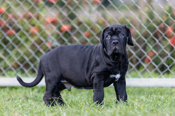 selective focus cute little black dogs Bandogs puppies Neapolitan Mastiff in perfect shape in the front yard large mixed breed dog but cute personality