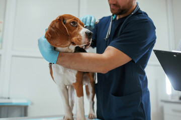 Male veterinarian is working with beagle dog in the clinic