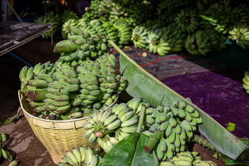 Focus on selecting lots of green bananas and placing them in piles on the floor. Farmers are...