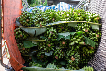 selective focus lots of green bananas in the truck Always buy fresh bananas from villagers.