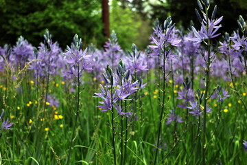 Viele Prärielilien auf einer Wiese