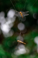 selective orange dragonfly caught in spider web natural background A poor dragonfly is caught in a spider's trap.