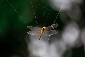 selective orange dragonfly caught in spider web natural background A poor dragonfly is caught in a spider's trap.