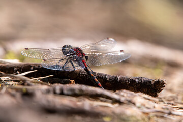 Seltene vom Aussterben bedrohte Libellen Art, kleine Moosjungfer , hier das Männchen mit roter...