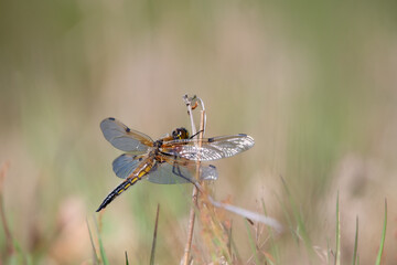Vierfleck Libellula quadrimaculata Libelle im Moor, trocknen der Flügel nach dem Schlupf