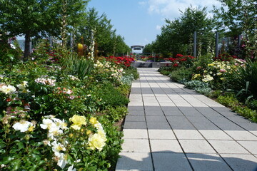 Obraz premium Hauptachse im Europa-Rosarium im Rosengarten von Sangerhausen
