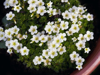 Weiße Blüten Steingarten Staude im Topf, Steinbrech (Saxifragaceae) , Aufsicht