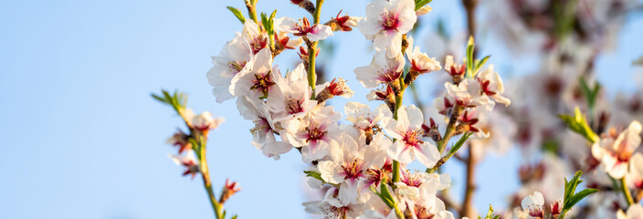 The blossoming white apricot tree, a beautiful picture of nature