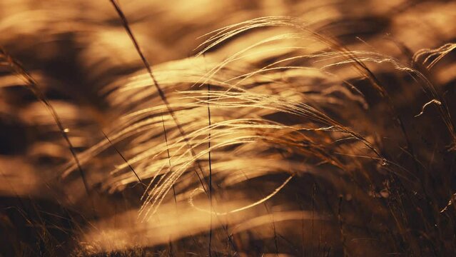 Golden ears of wheat field slowly move from a light breeze against the backdrop of a bright orange sunset in summer. Wheat agricultural field.