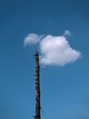 Traumhaft romantische Wolken über dem Wald, letzter Baum mit Wolke