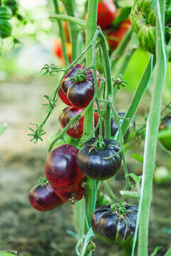 fresh juicy purple tomatoes in the greenhouse