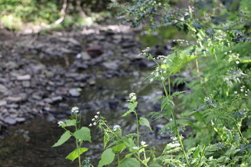 Beautiful brook in a quiet woodland