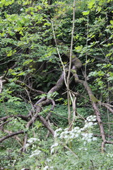 Woodland on a warm sunny spring day