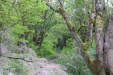 Woodland on a warm sunny spring day