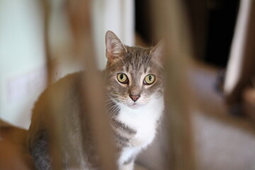 Calm cat relaxing at home 