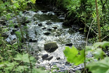 Beautiful brook in a quiet woodland