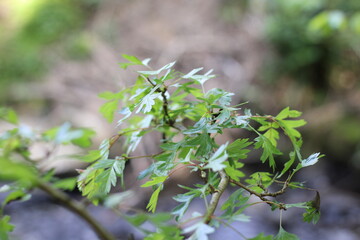 Woodland on a warm sunny spring day
