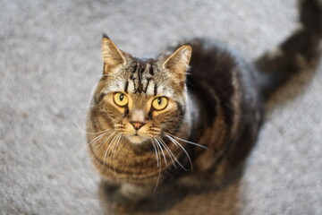 Calm cat relaxing at home 