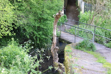 Woodland on a warm sunny spring day