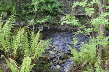 Beautiful brook in a quiet woodland