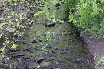 Beautiful brook in a quiet woodland