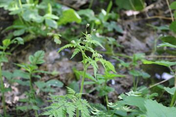 Woodland on a warm sunny spring day