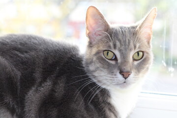 Calm cat relaxing at home 