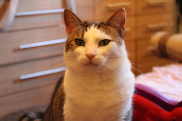 Calm cat relaxing at home 