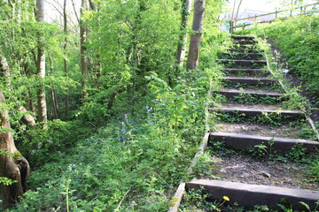 Woodland on a warm sunny spring day