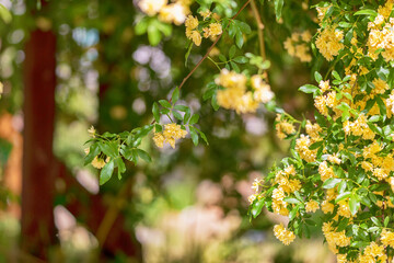 a woody rose with yellow petals in full bloom in the garden
