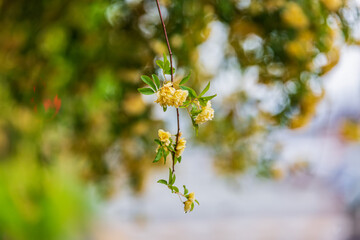 a woody rose with yellow petals in full bloom in the garden. 목향장미.	