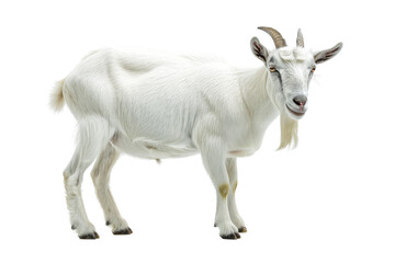White Goat with Curved Horns Isolated on transparent