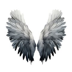 Fototapeta premium Beautiful Detailed Gray Bird Wings Spread on transpart