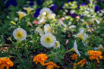 Garden scene with white petunias in bloom in May