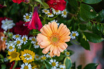 Garden scene with orange gerbera flowers in bloom in May