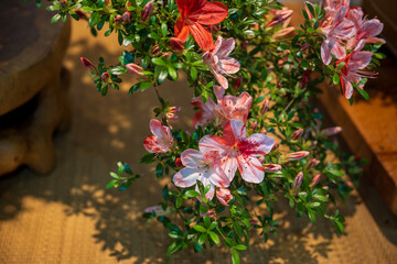 A garden scene with red azalea flowers in bloom in May