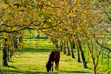 cavallo al pascolo,Toscana,Italia