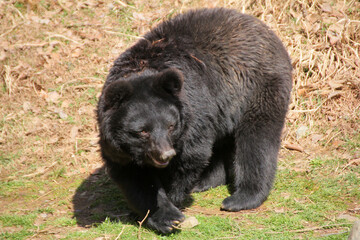 Japanese bear