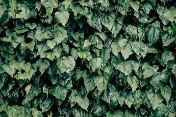 緑の葉で覆われた壁