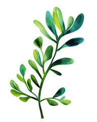 Watercolor green branch. Botanical illustration on a white background. Underwater seaweed watercolor