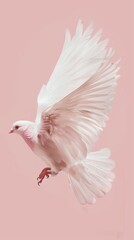 Obraz premium Caladrius in a gentle hover, wings spread wide, showcased against a soft, pale pink background for a calm effect