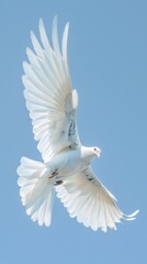 Caladrius in flight, pure white feathers against a clear sky blue background, symbolizing healing and purity