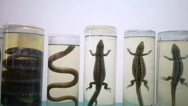 Animals in formaldehyde. Close-up reptiles, reptiles and amphibians in glass jars. Animal preparations filled with formaldehyde solution. Herpetology. Laboratory for study of snakes and other reptiles