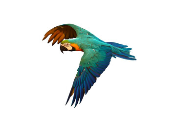 Colorful flying Blue and Gold Macaw parrot isolated on transparent background png file