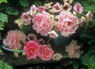 still life of peonies and roses outdoors