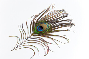 Peacock feather, eye pattern