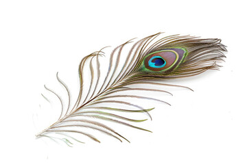 Peacock feather, eye pattern