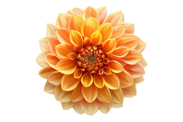 Orange yellow dahlia flower isolated on transparent background