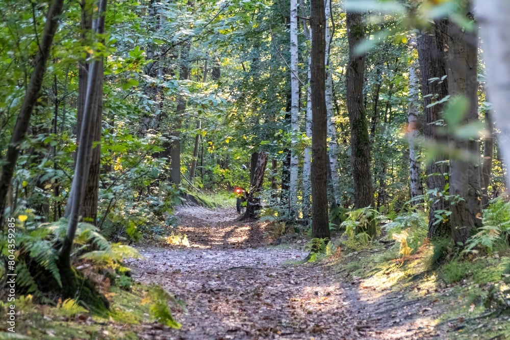 Poster footpath in the woods